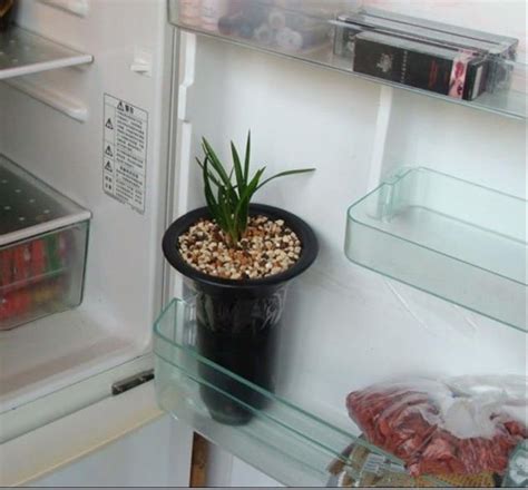 爐灶對冰箱化解 蘭花放室內